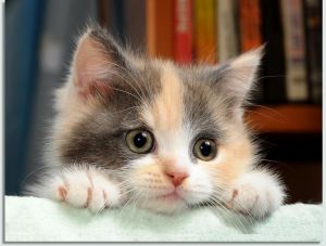 ����� �������� �������